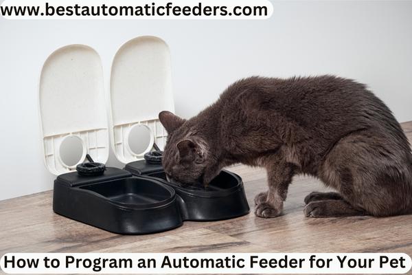 The cat eats from the automatic feeder