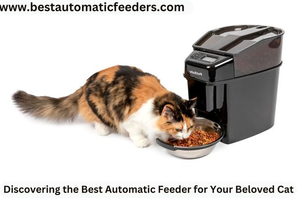 cat eating food in Automatic Feeder