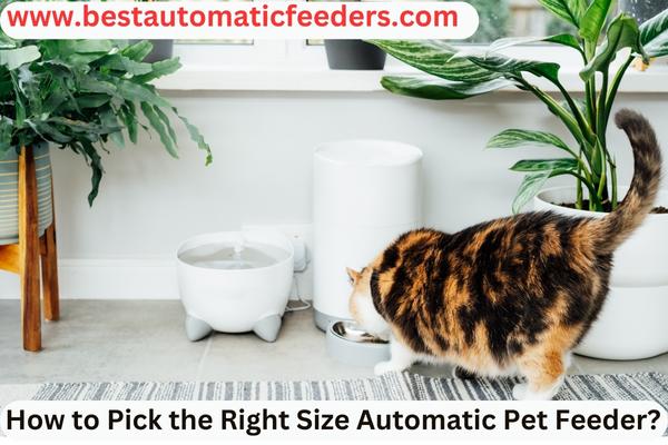 Cat Eating from Automatic Smart Feeder in Cozy Home