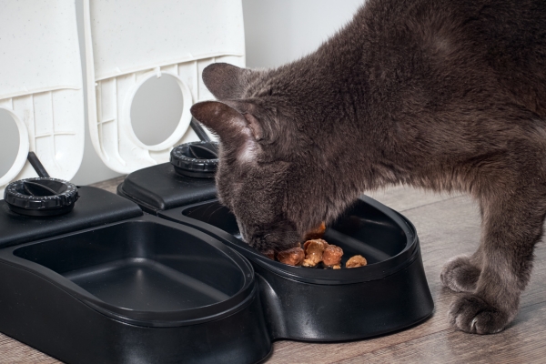 cat eating food from automatic pet feeder