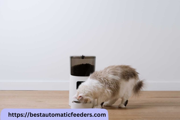 The Best Automatic Pet Feeders: